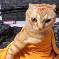 Avatar 127827