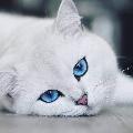 Avatar 25347